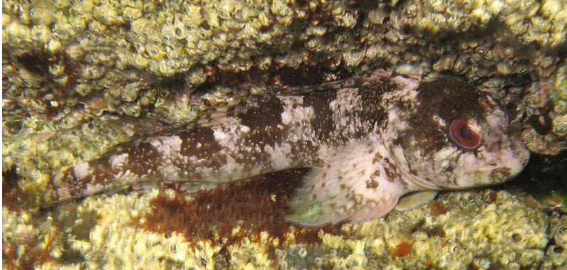 Lipophrys trigloides_778899